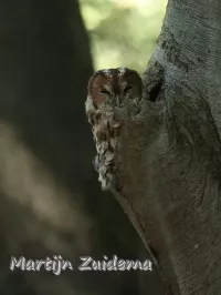 Bosuil [Strix aluco]